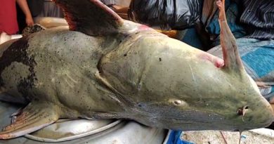 সুরমা নদীতে ধরা পড়েছে ১০০ কেজি ওজনের বিশাল বাঘাইড় মাছ