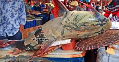 সিলেটের লালাবাজারে ১৫০ কেজির বাঘাইড় মাছ